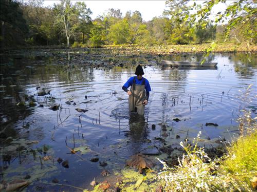 Youth Intern Program Horticultural Interns at Kenilworth Aquatic Gardens