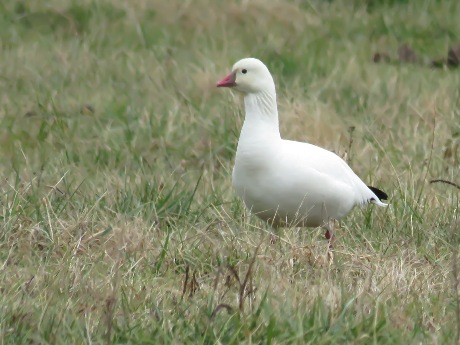 Image of Chen rossii, a species of Bird