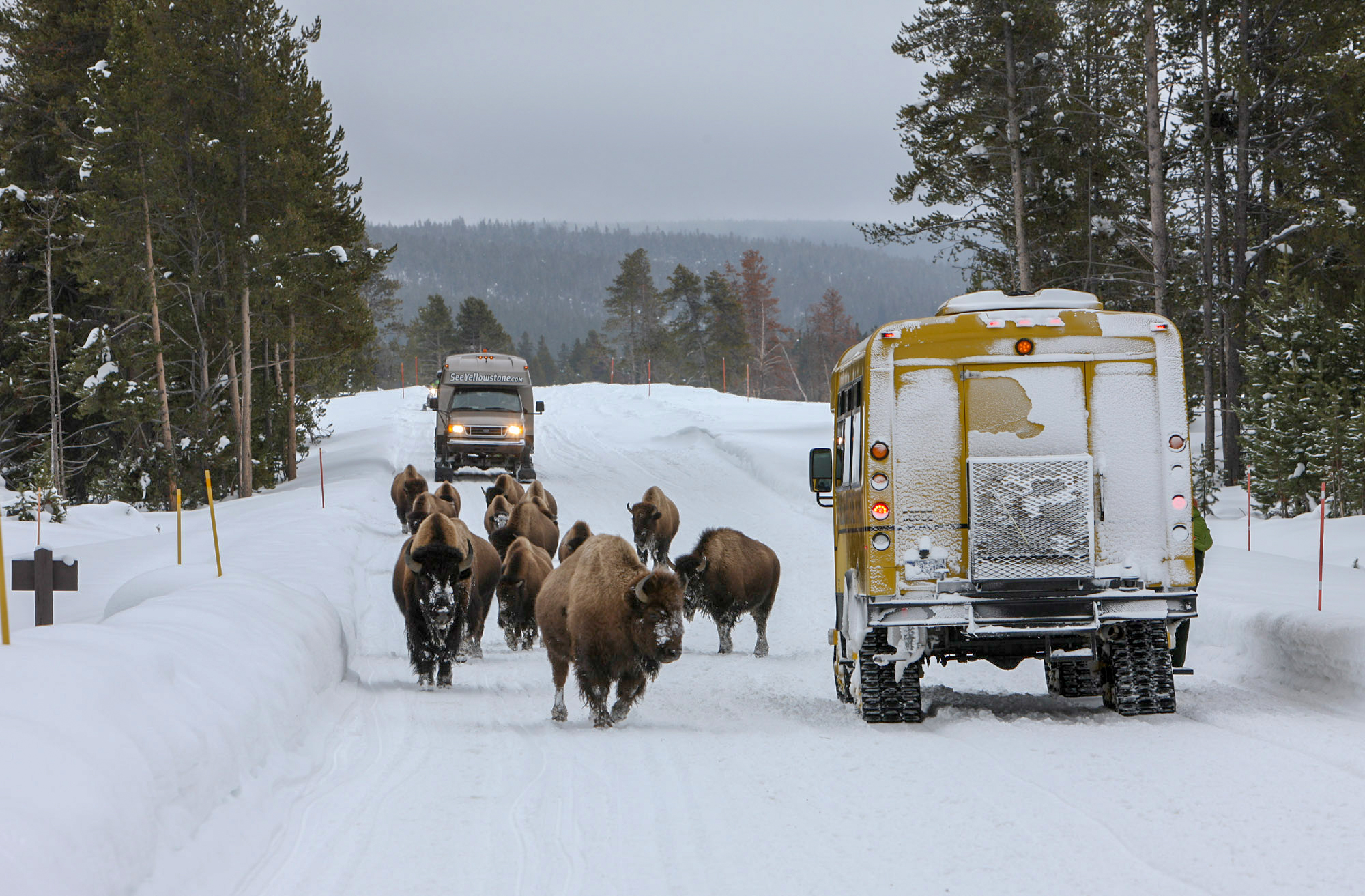 Two snowcoaches stopped in groomed road facing each other while bison walk by