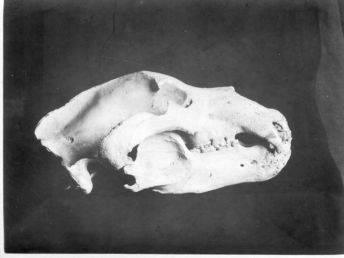Skull
