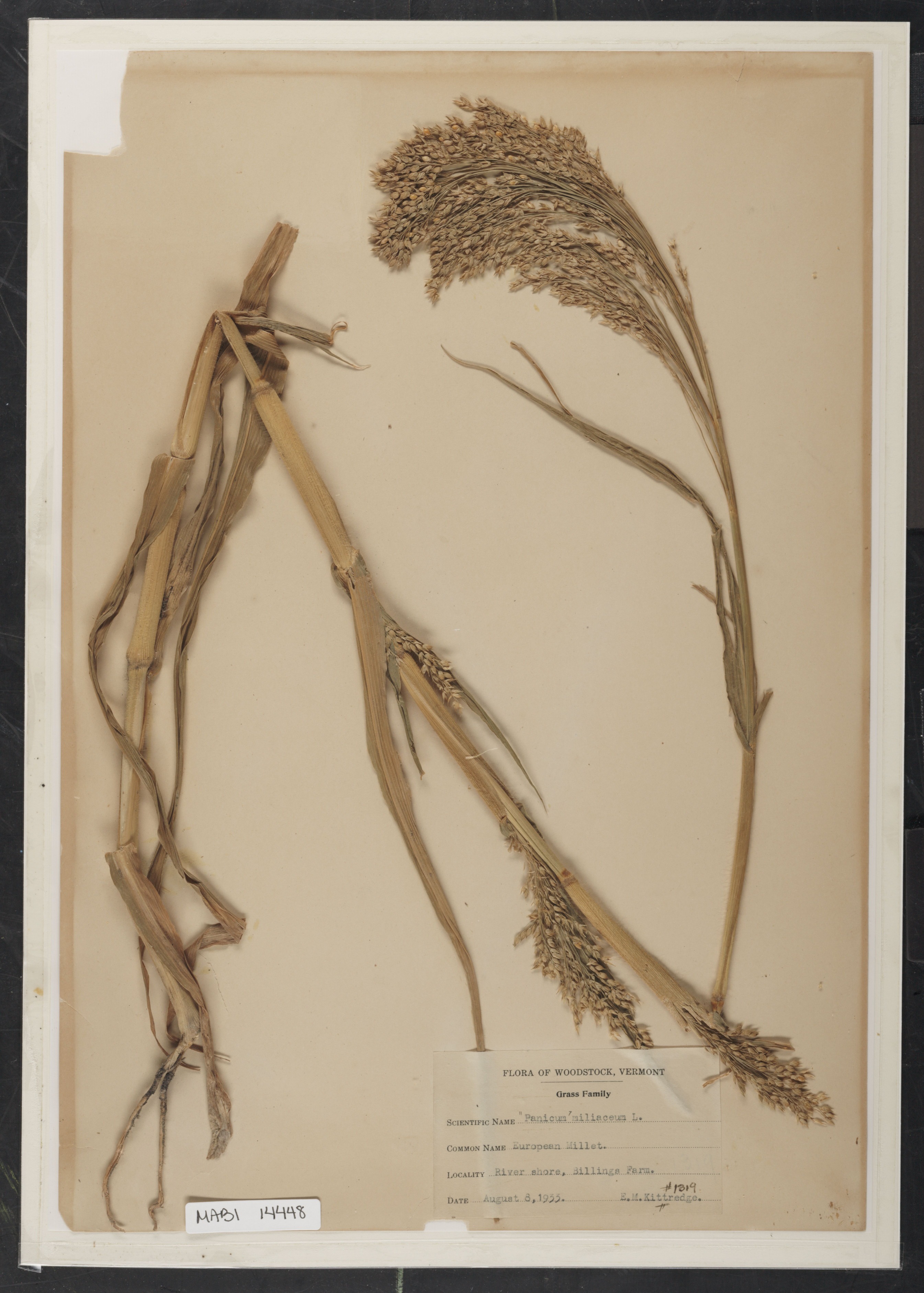 Preserved biological specimen on paper.