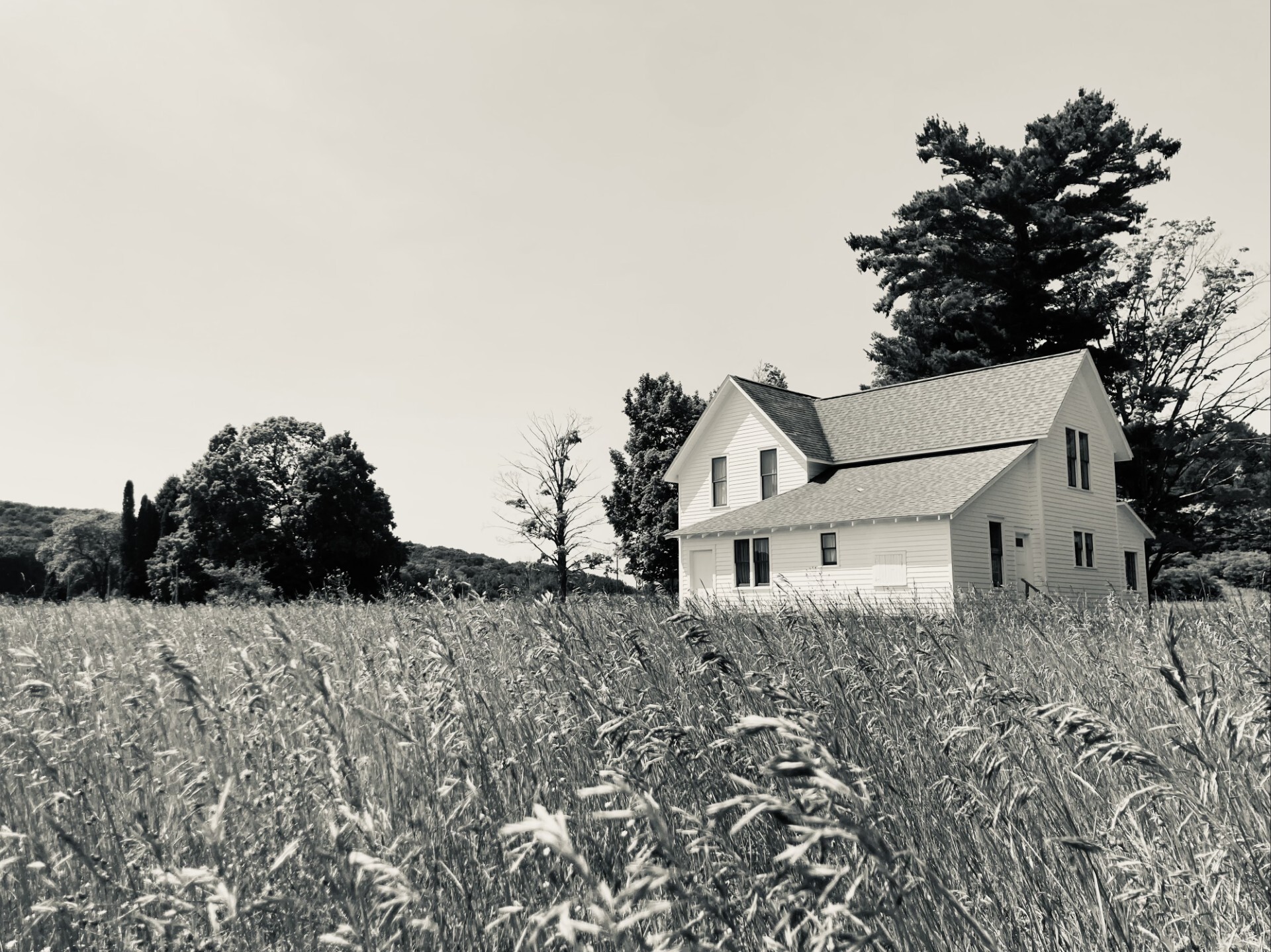 Looming amongst the free-flowing field of foliage is the Kelderhouse Farm, a bright white homestead. Behind, tall white pines dancing in the wind. 