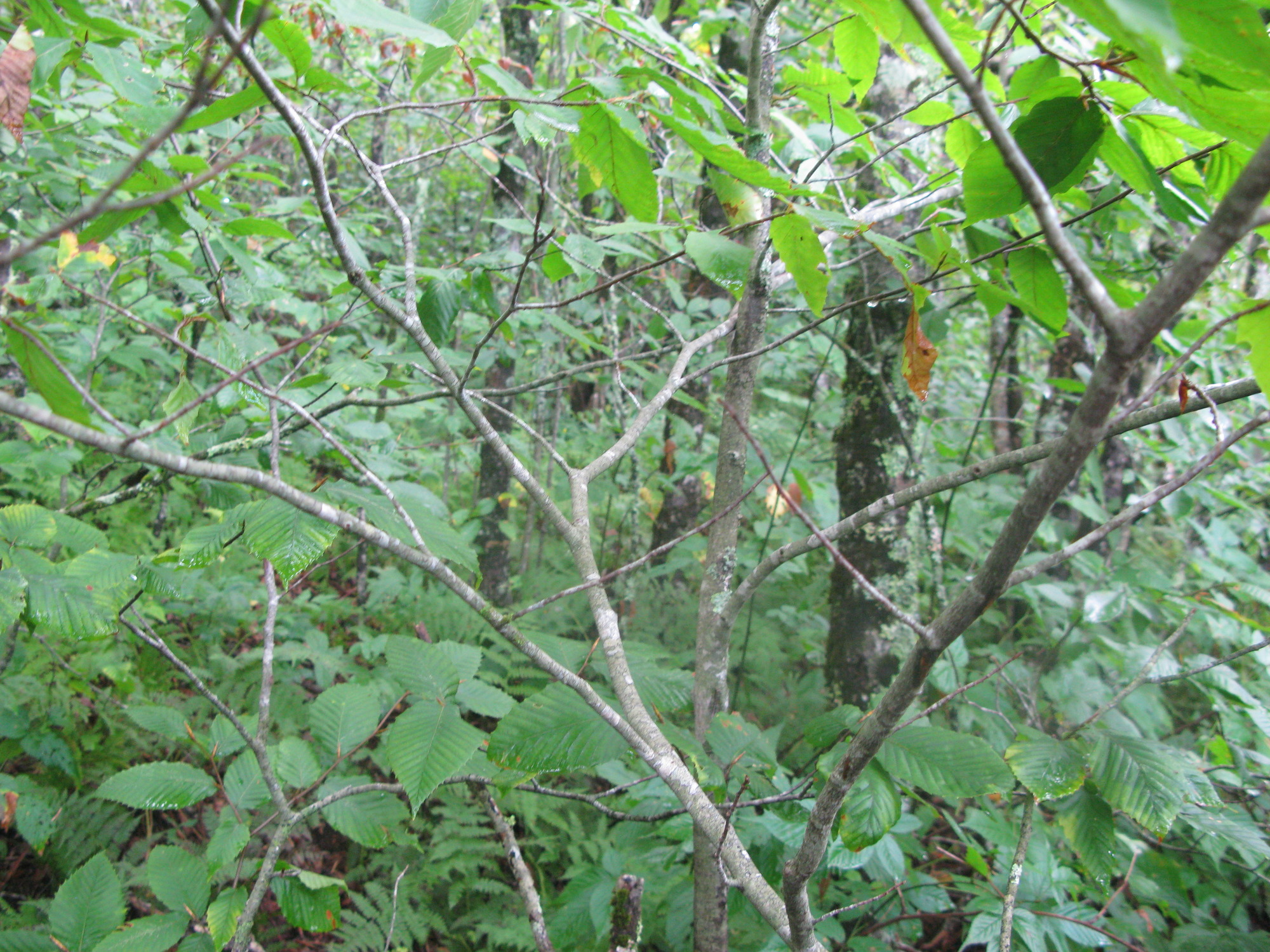 GRSM Accuracy Assessment. Plot Code: GRSM_AA_0548_2