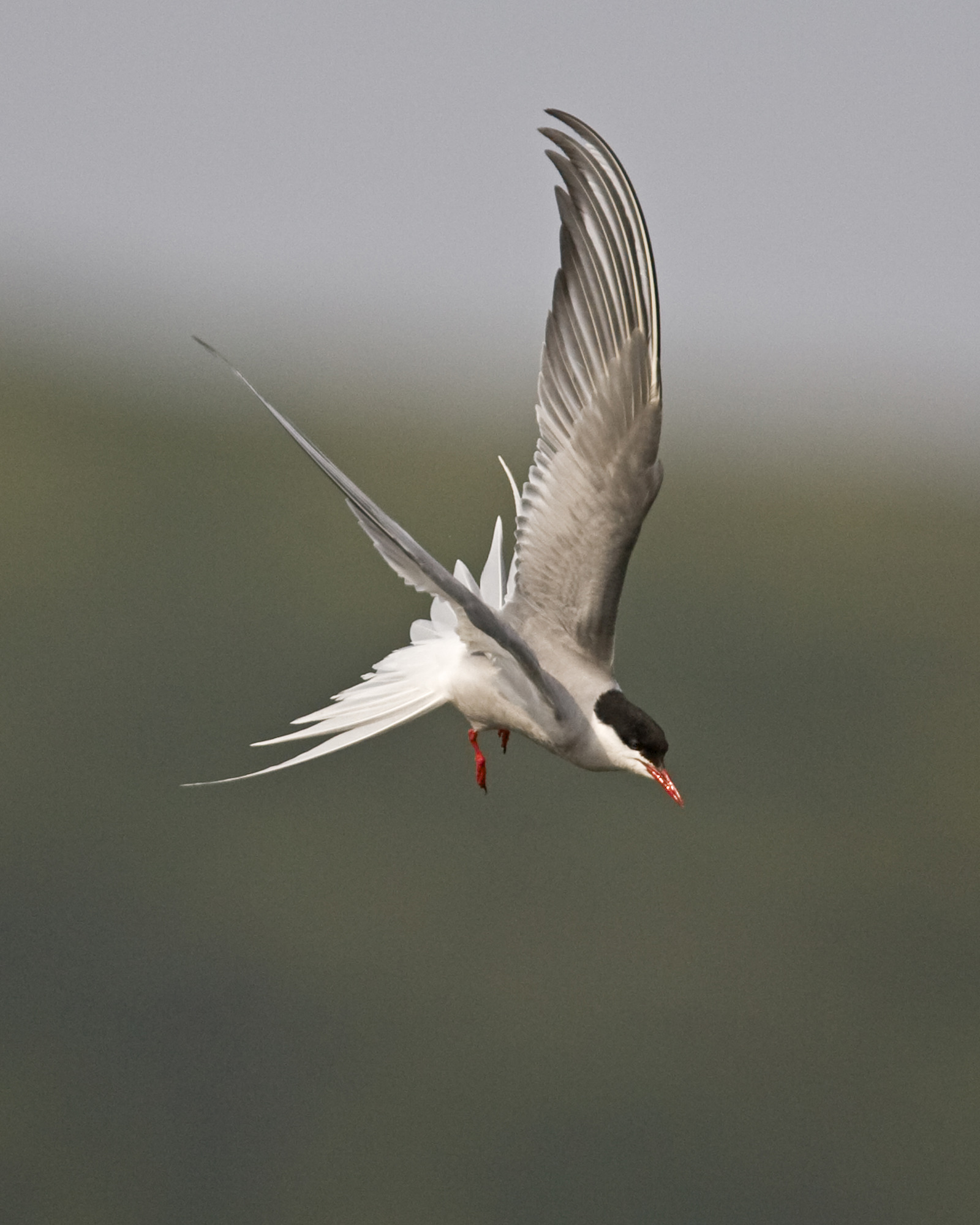 mostly white bird with black head and reddish feet and beak