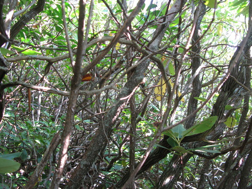 GRSM Accuracy Assessment. Plot Code: GRSM_AA_0859_2