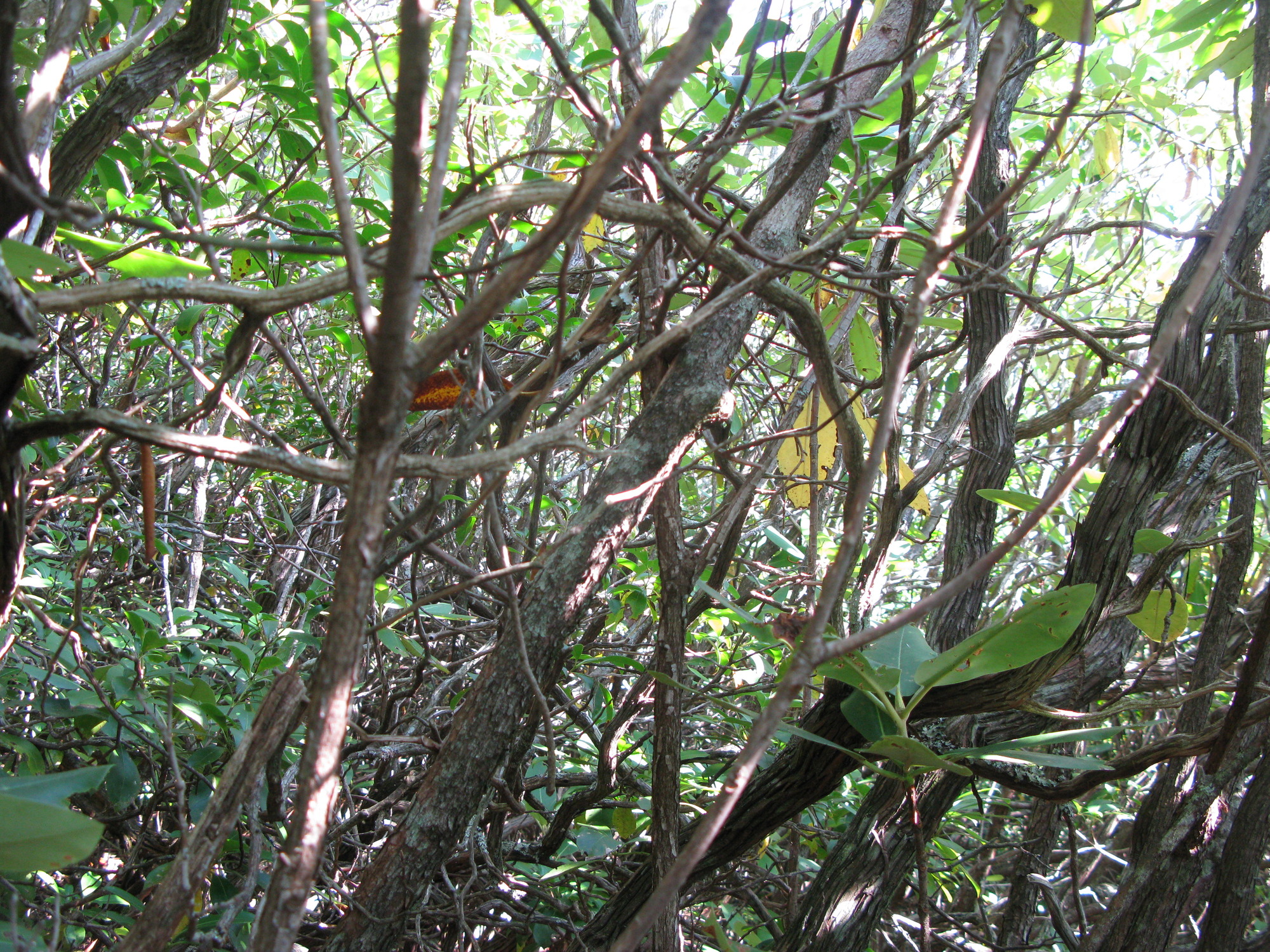 GRSM Accuracy Assessment. Plot Code: GRSM_AA_0859_2