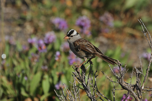 White-crowned sparrow perches on a shrub without leaves.