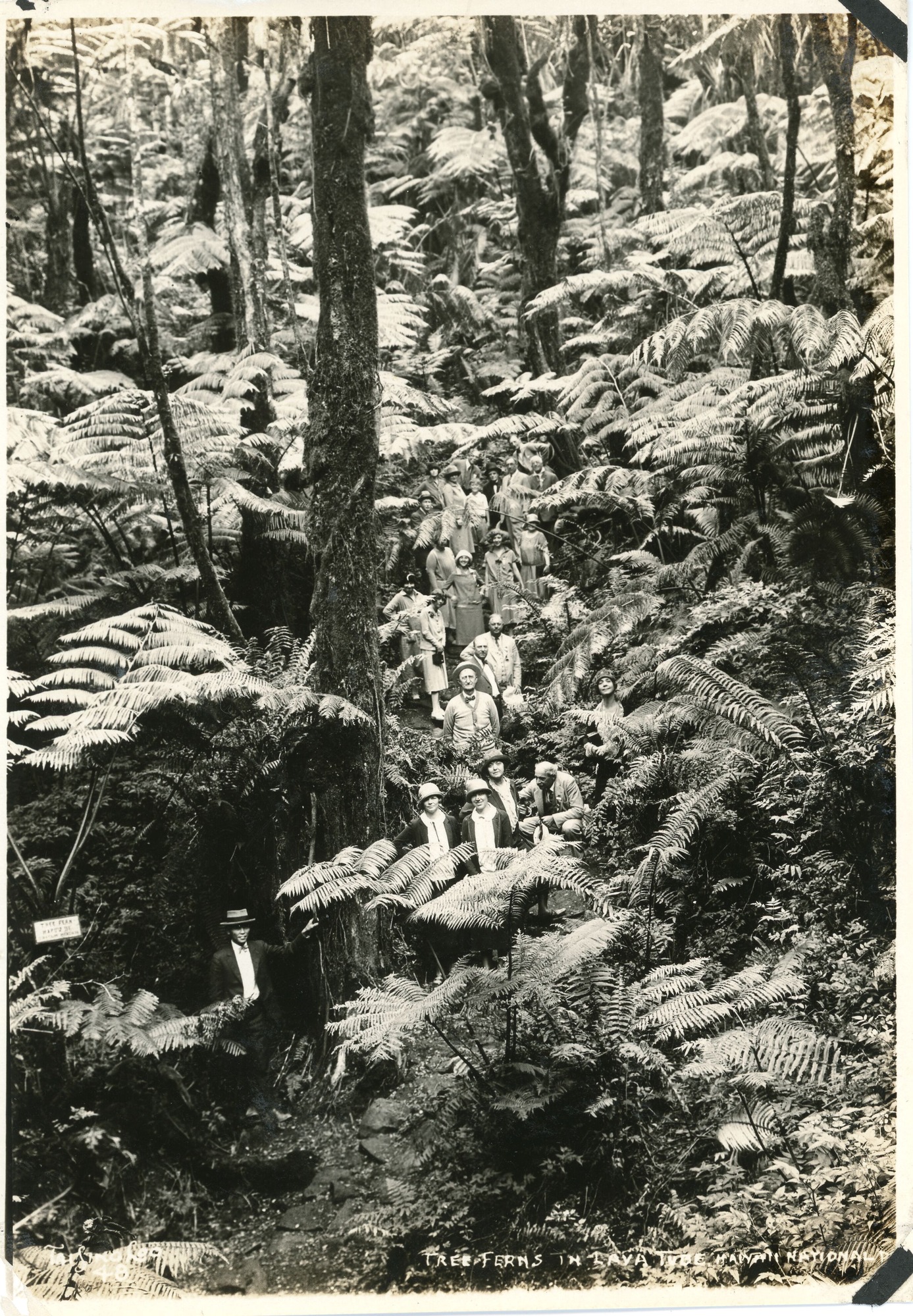 A black and white image of a group of visitors posing amongst tree ferns on a trail to the lava tube at Twin Craters. There are twenty-five people pictured in the image. Everyone is standing in a line one behind the other wearing dress clothes. To the very left of the image is a sign on a fern tree. The bottom of the image has a caption that reads "Tree Ferns in Lava Tube, Hawaii National Park." On the bottom right corner there is a photographer signature that reads, "Tai Sing Loo 48."