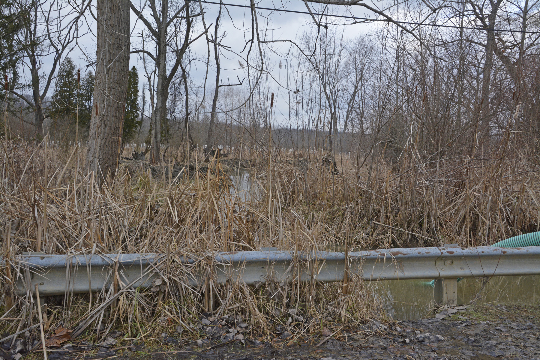Reeds and other plants surround a flooded stream. A large green hose extends into the water. 