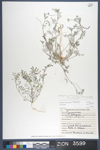 Herbarium Specimen Sheet 3599