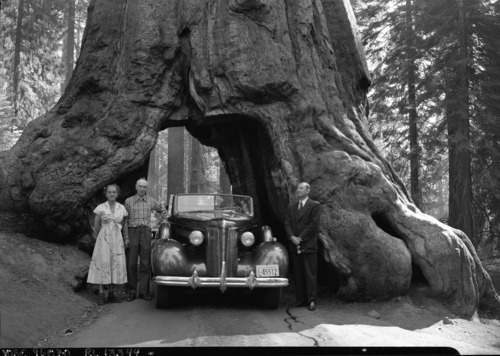 Mr. & Mrs. Ralph Assheton and their chauffeur, Gilbert, at the Wawona Tunnel Tree. Mr. Assheton is a Member of the British Parliament, a close friend of Winston Churchill, and a member of the Privy Council.