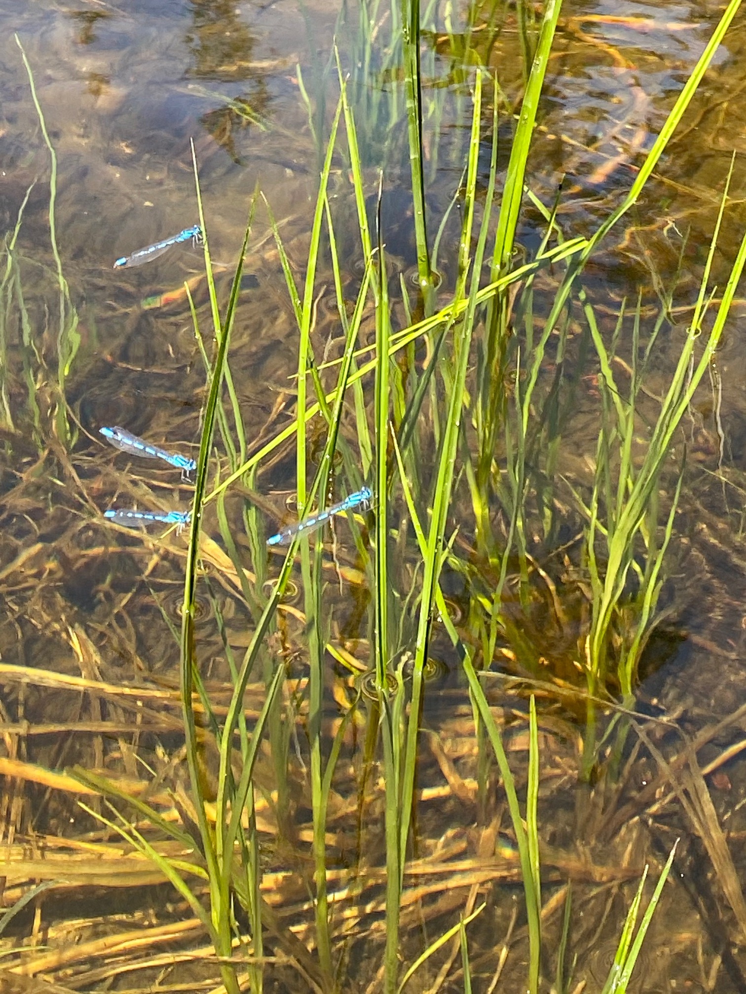 Long, blue damselflies in tall grass growing in water