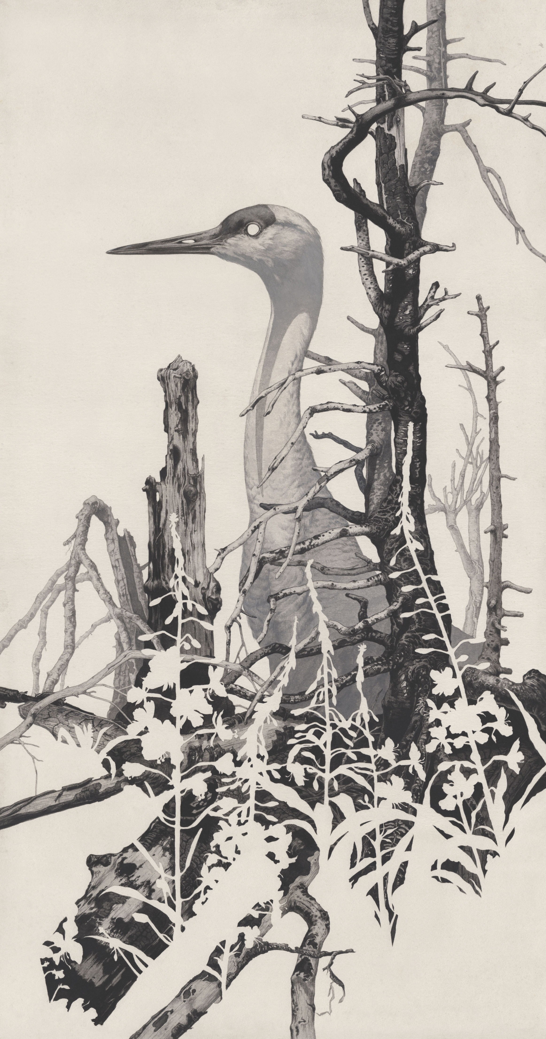 greyscale painting of a sandhill crane in a burned forest with fireweed silhouettes