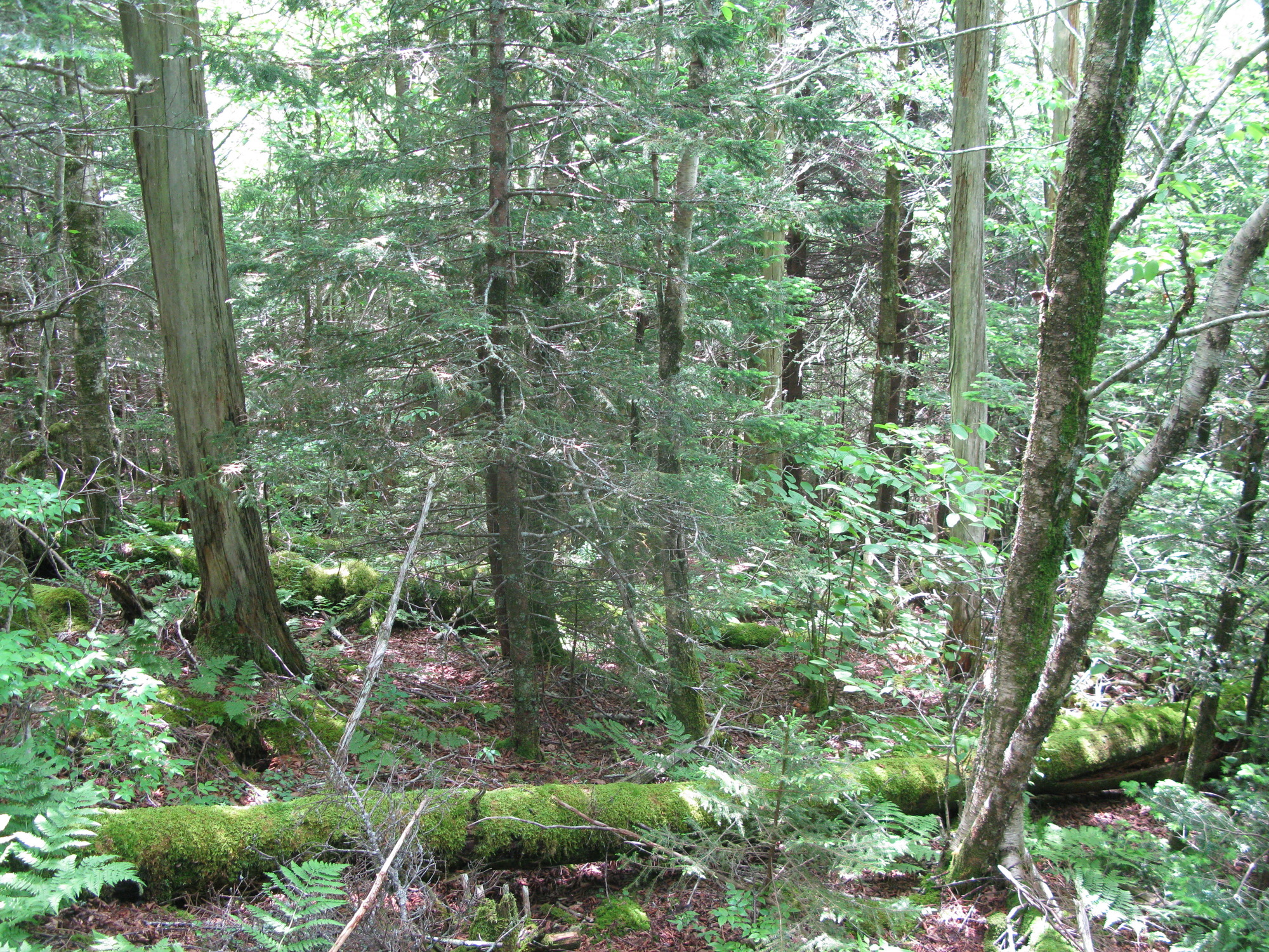 GRSM Accuracy Assessment. Plot Code: GRSM_AA_0547_6