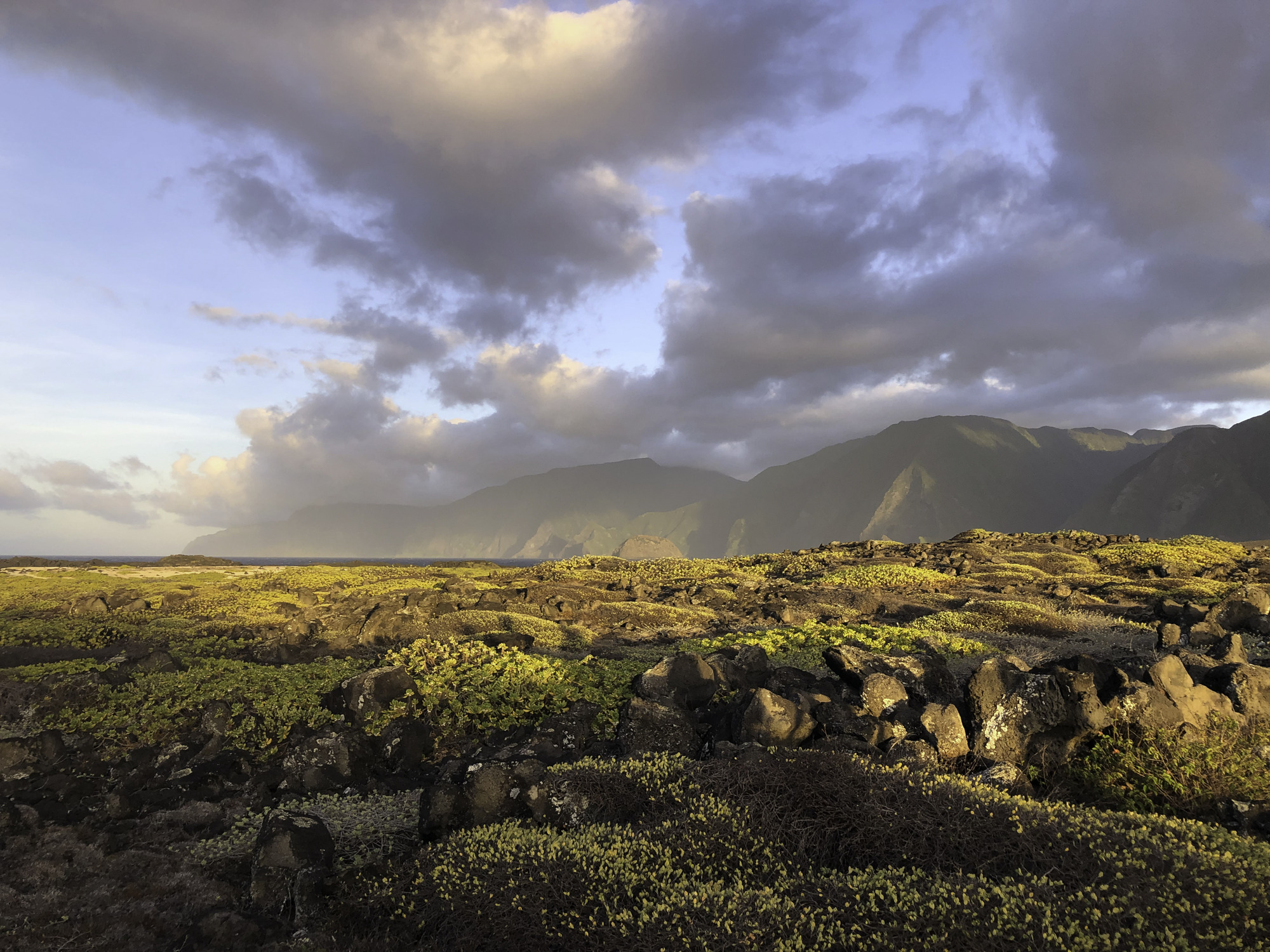 Low lying vegetation with pali in the background. 