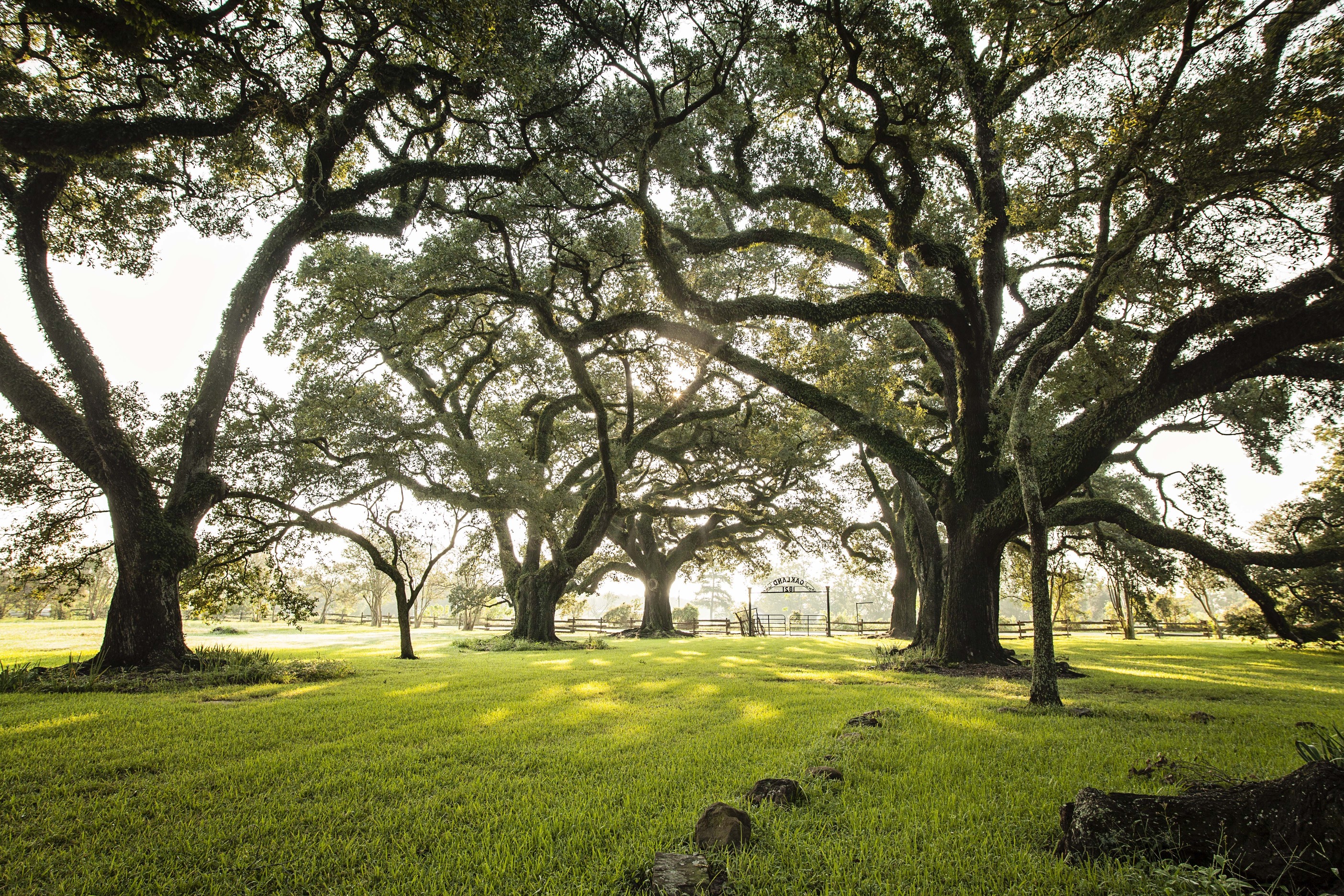 Majestic live oaks create shade. looking toward the front of the plantation oak alley the historical main entrance and gate are in view. 