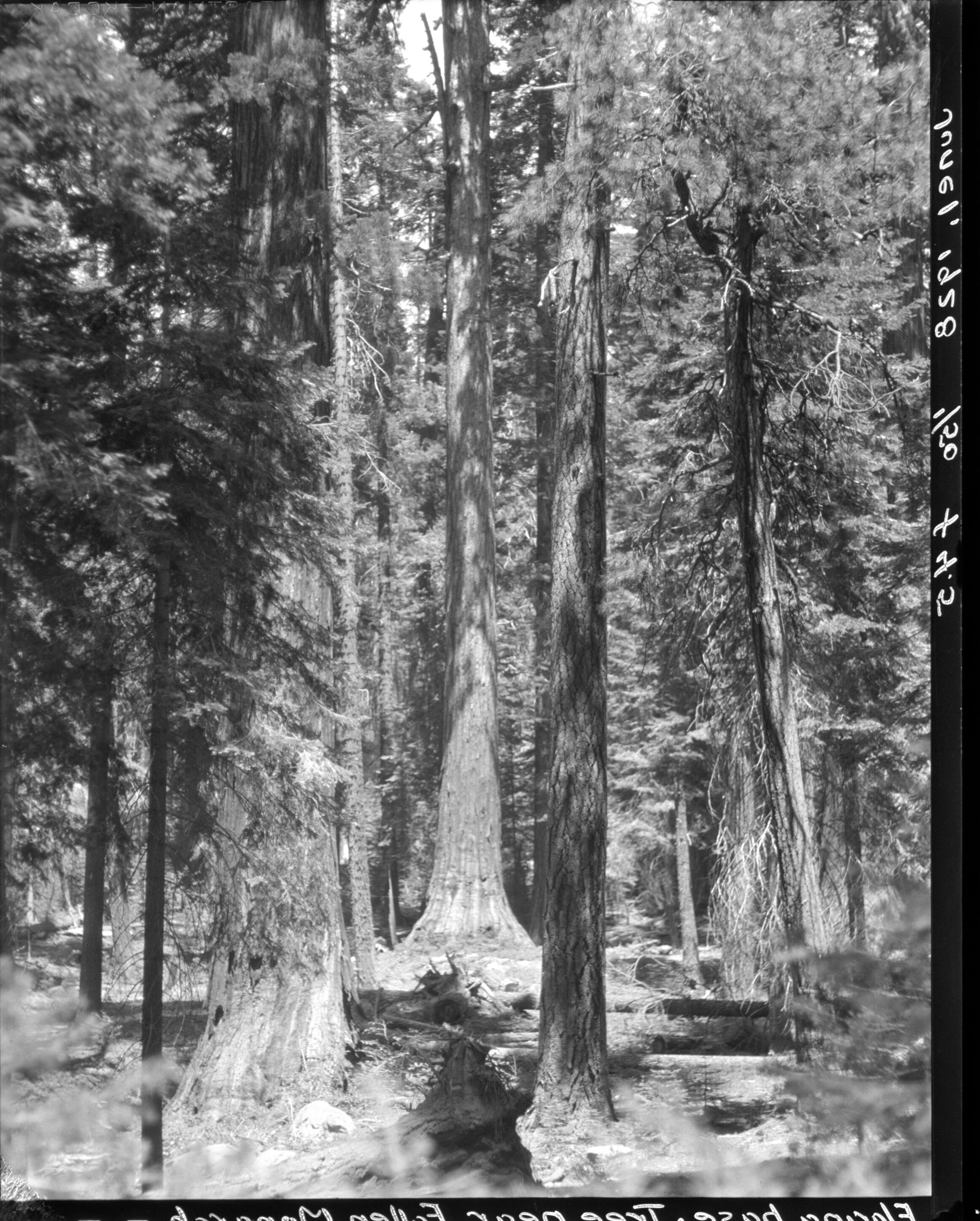 Tree near Fallen Monarch