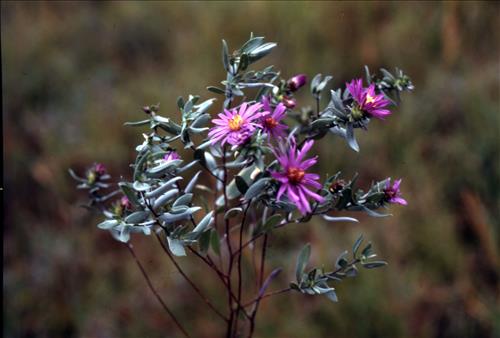Badlands Flowers: Red, Pink, Blue
