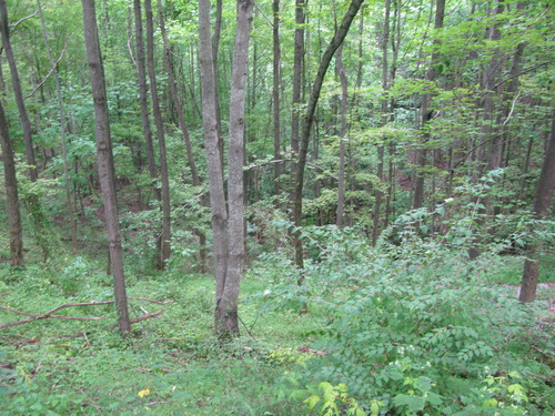 GRSM Accuracy Assessment. Plot Code: GRSM_AA_0706_6