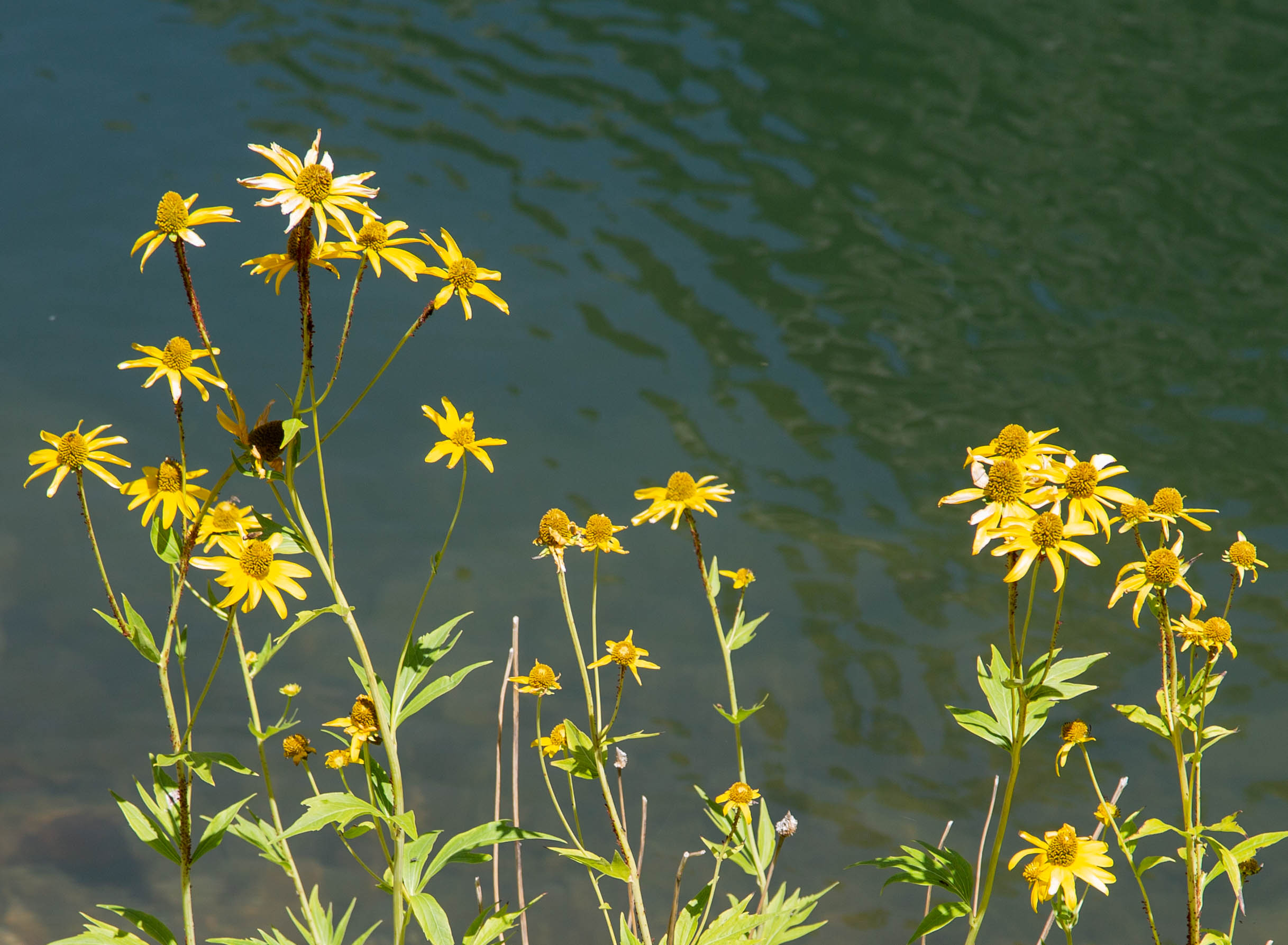 Yellow flowers growing next to a river