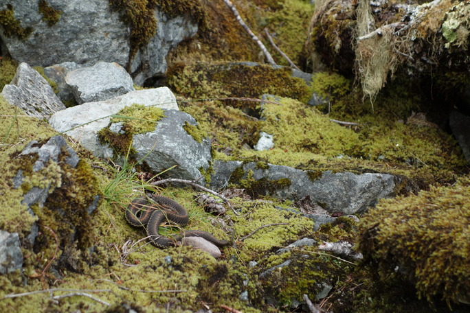 A snake curls up on mossy rocks. 