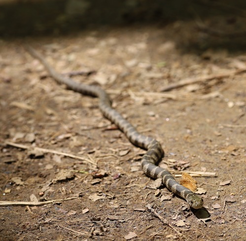 A common Northern Water Snake (Nerodia sipedon) slithers across a dirt and leaf-covered path at Great Falls Park, Virginia. The snake has a mottled pattern of dark brown and lighter gray scales, with its head and part of its body in sharp focus in the foreground, while its tail extends into the blurred background.