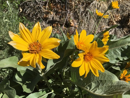 Large yellow flowers in bloom