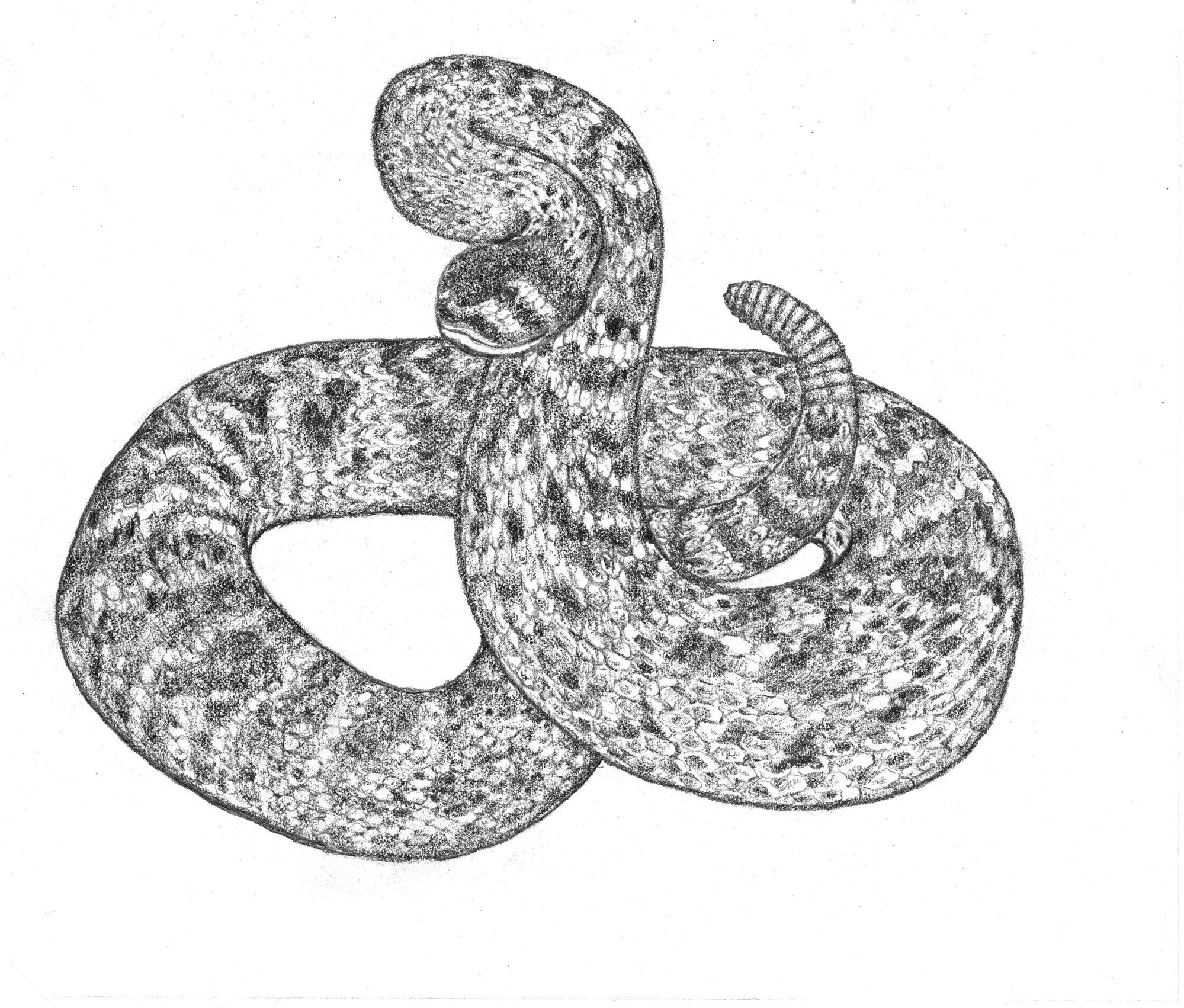 a Diamondback rattlesnake