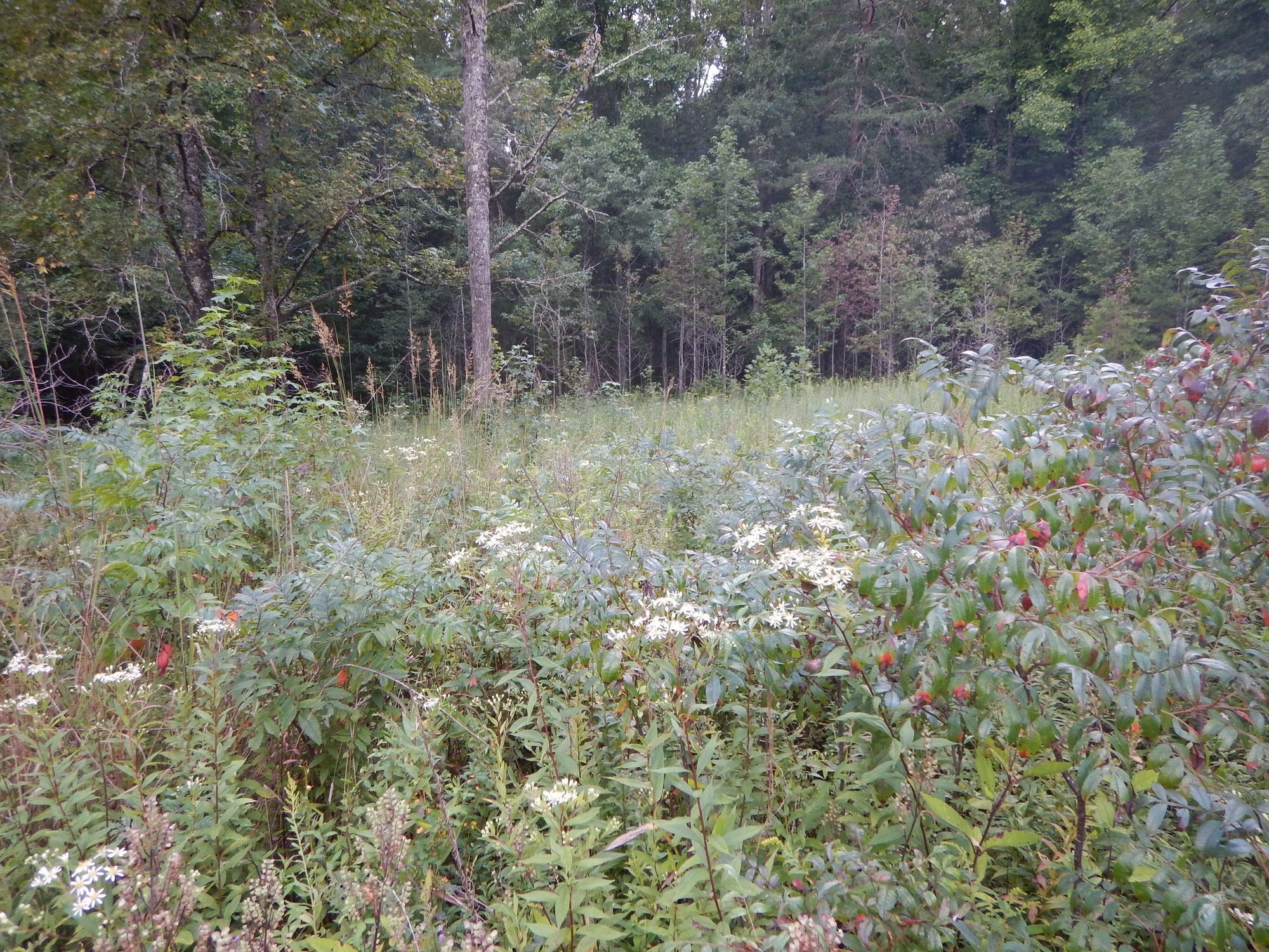 GRSM Accuracy Assessment. Plot Code: GRSM_AA_0690_6