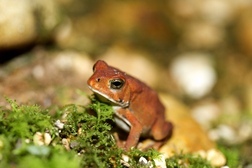 A small red toad.