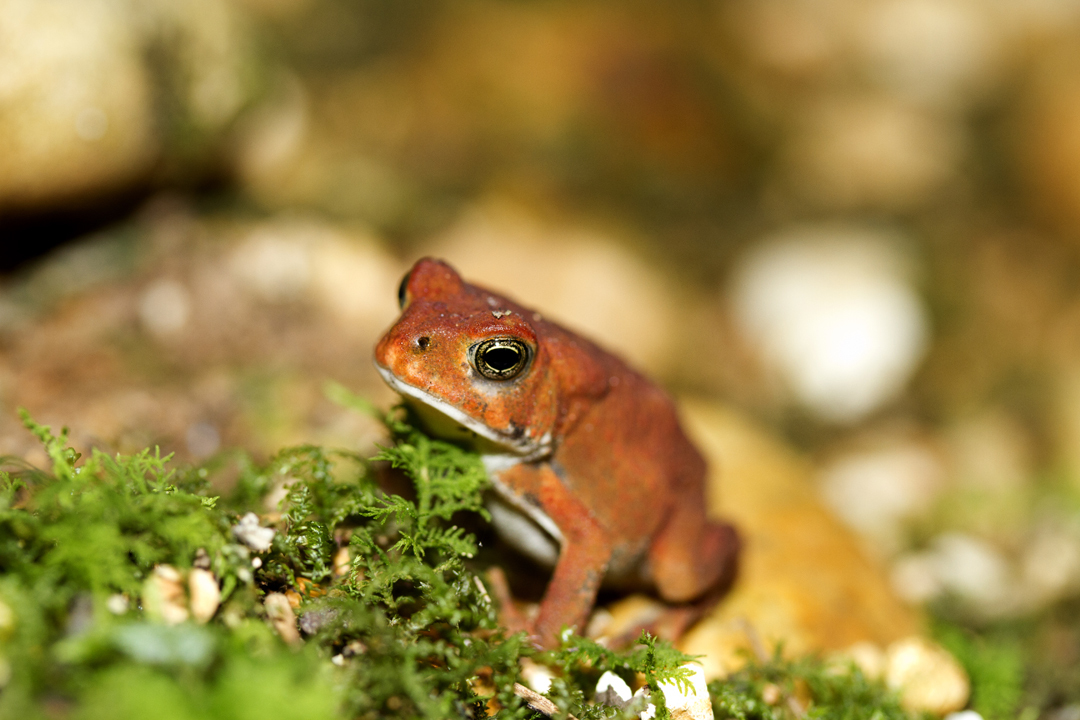 A small red toad.