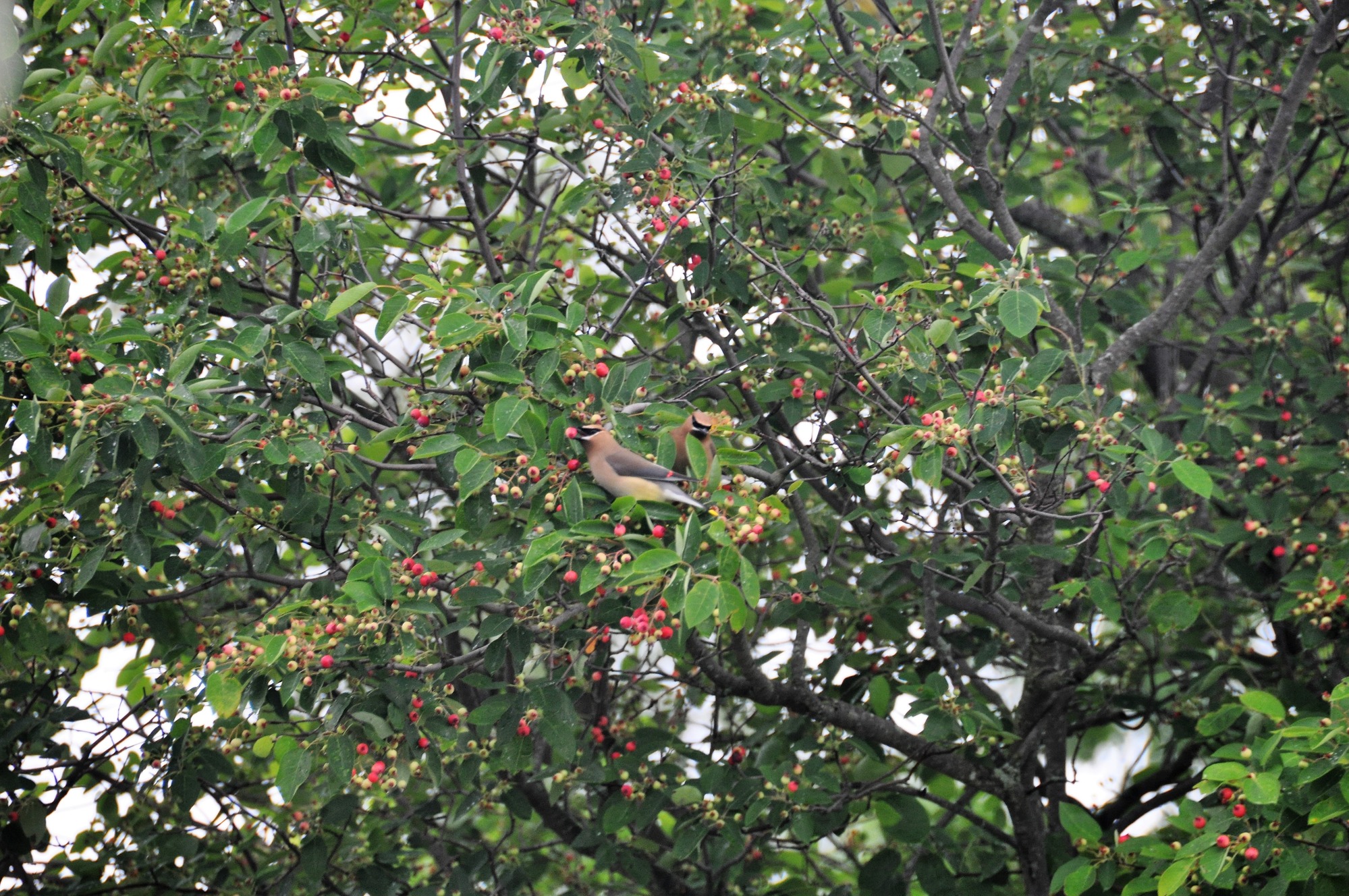 A small bird with dark colored wings and a light cream colored chest.