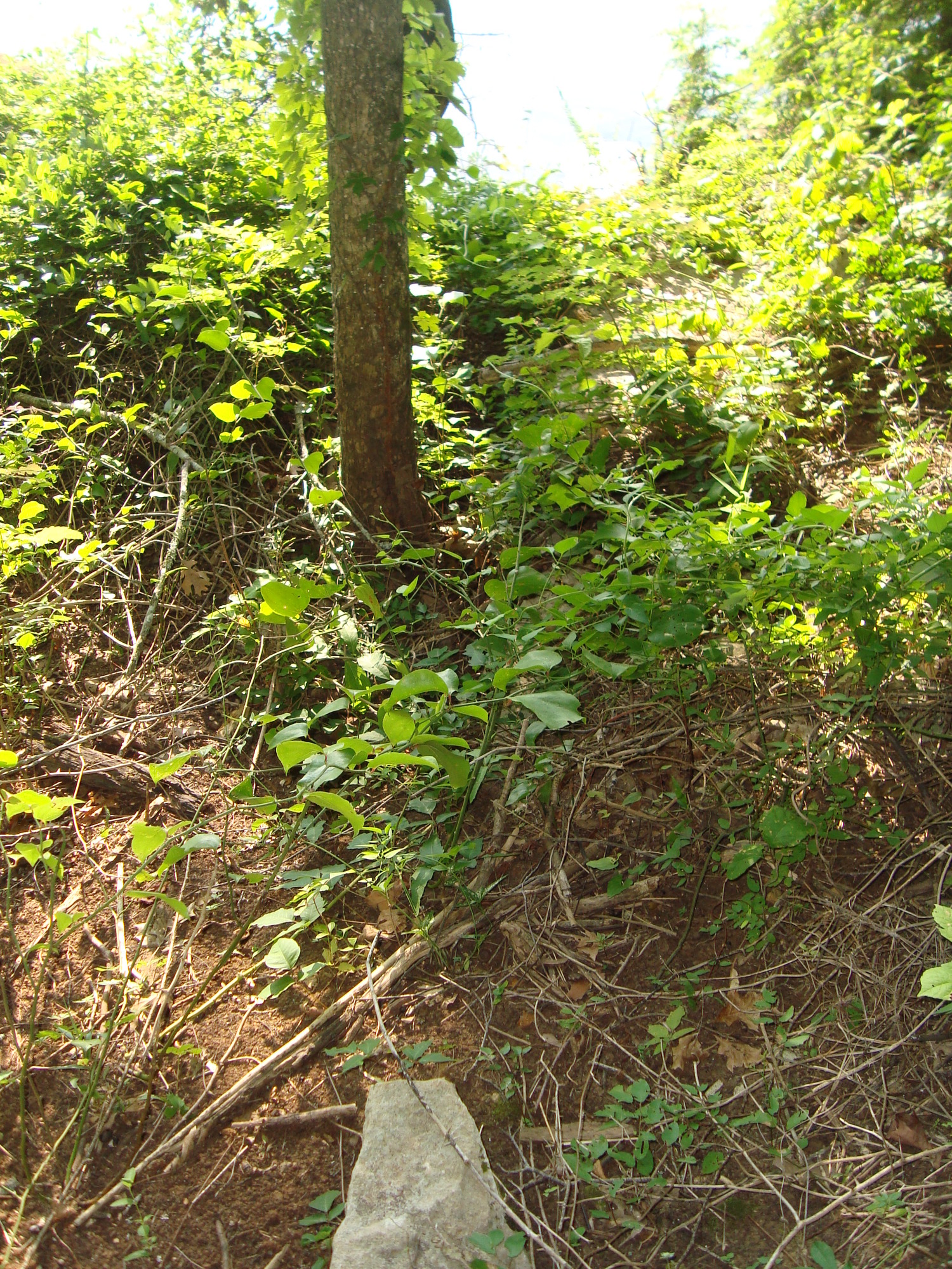 A stone marker on a hillside at Tuscumbia Landing near Sheffield, Alabama