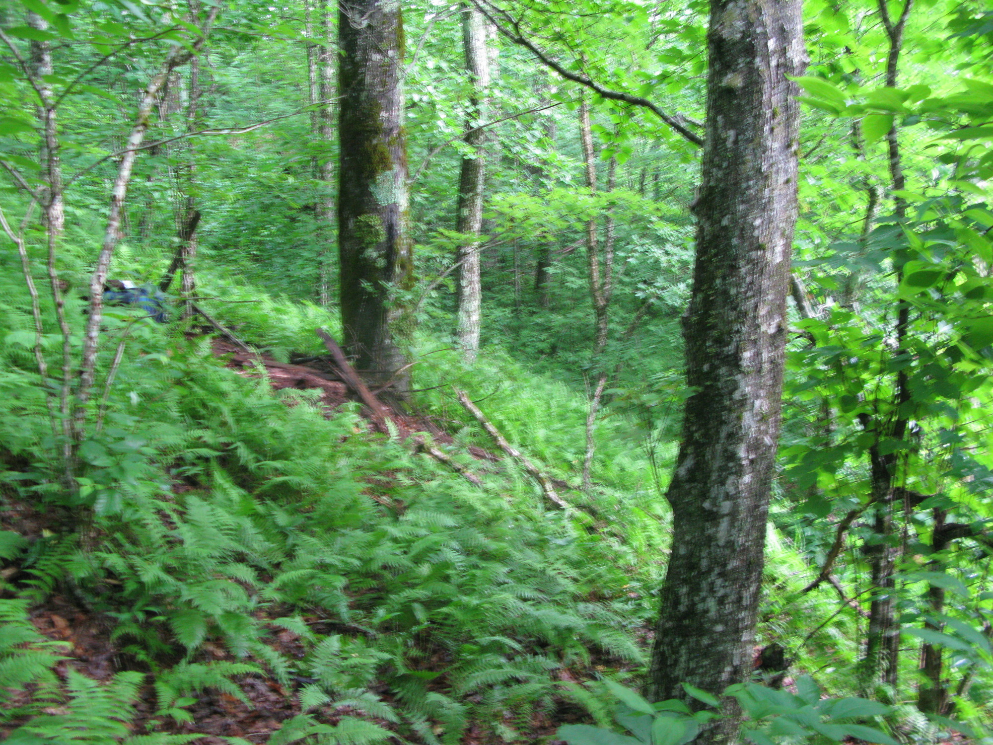 GRSM Accuracy Assessment. Plot Code: GRSM_AA_0929_2