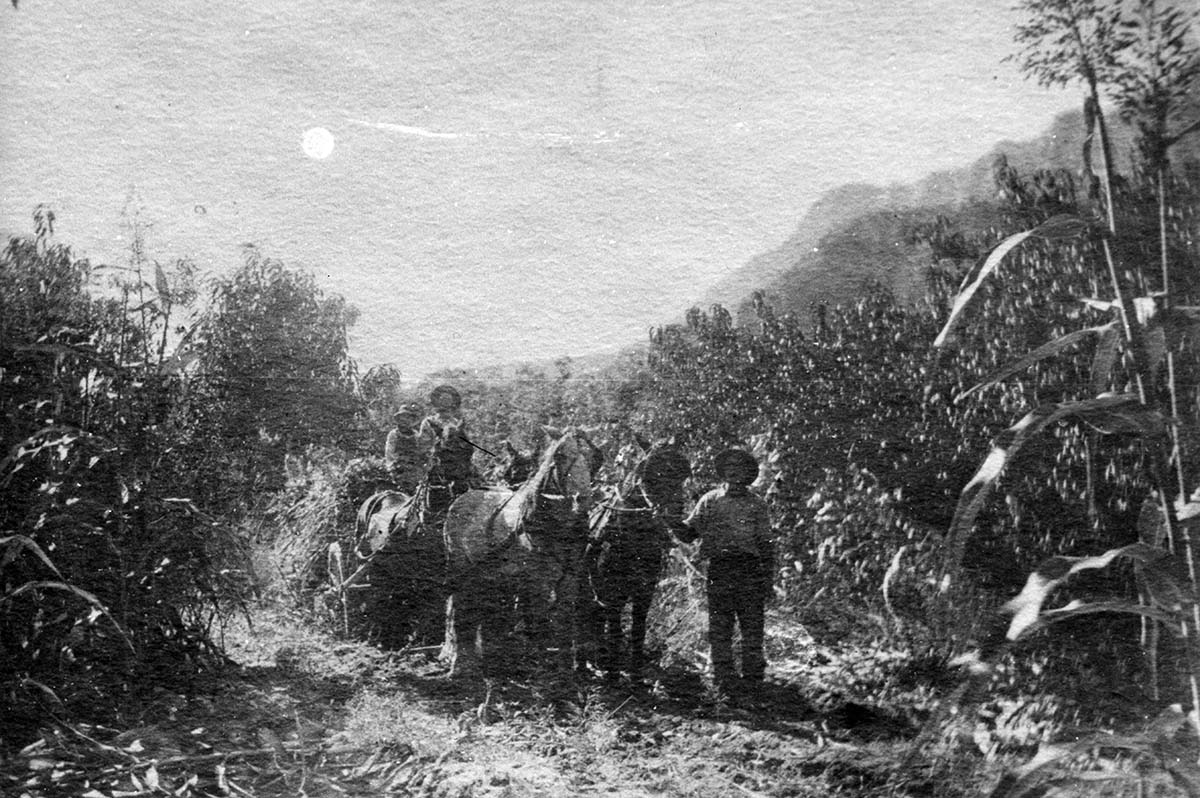 John R. Crawford and two men with team of horses harvesting sorghum, Zion Canyon, 1917.