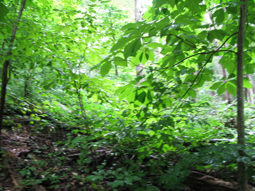 Plot Code: GRSM_AA_0447_5