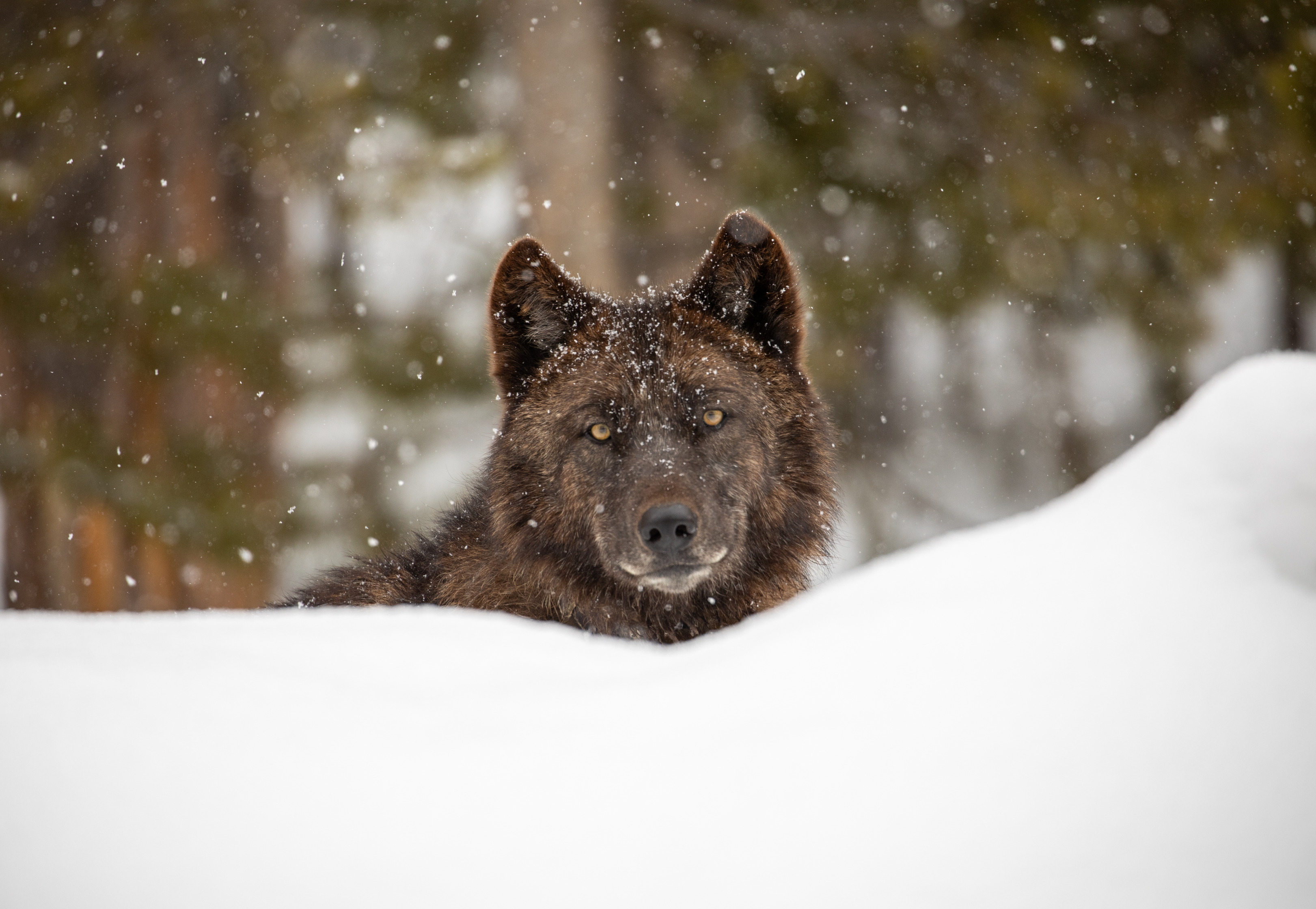 Zoomed in portrait of a wolf which is sitting behind a snow bank with only its head showing.