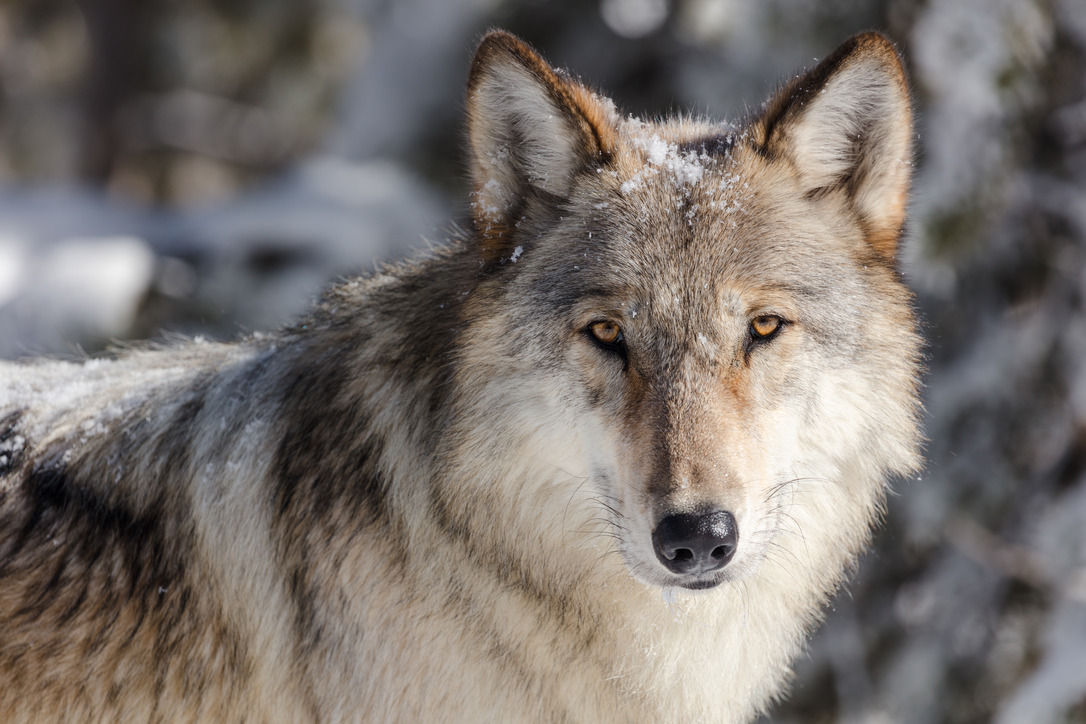 Close up of the face of a grey wolf.