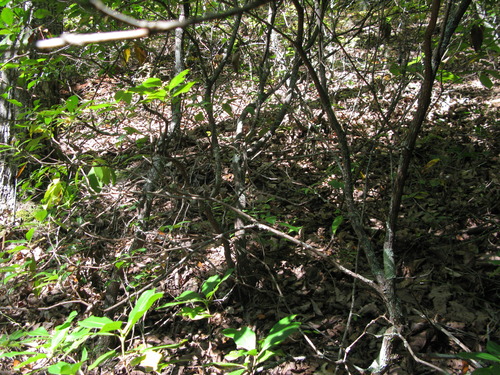 GRSM Accuracy Assessment. Plot Code: GRSM_AA_0059_2