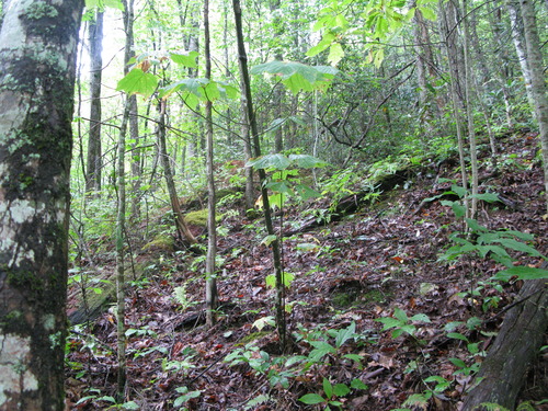 GRSM Accuracy Assessment. Plot Code: GRSM_AA_0208_5