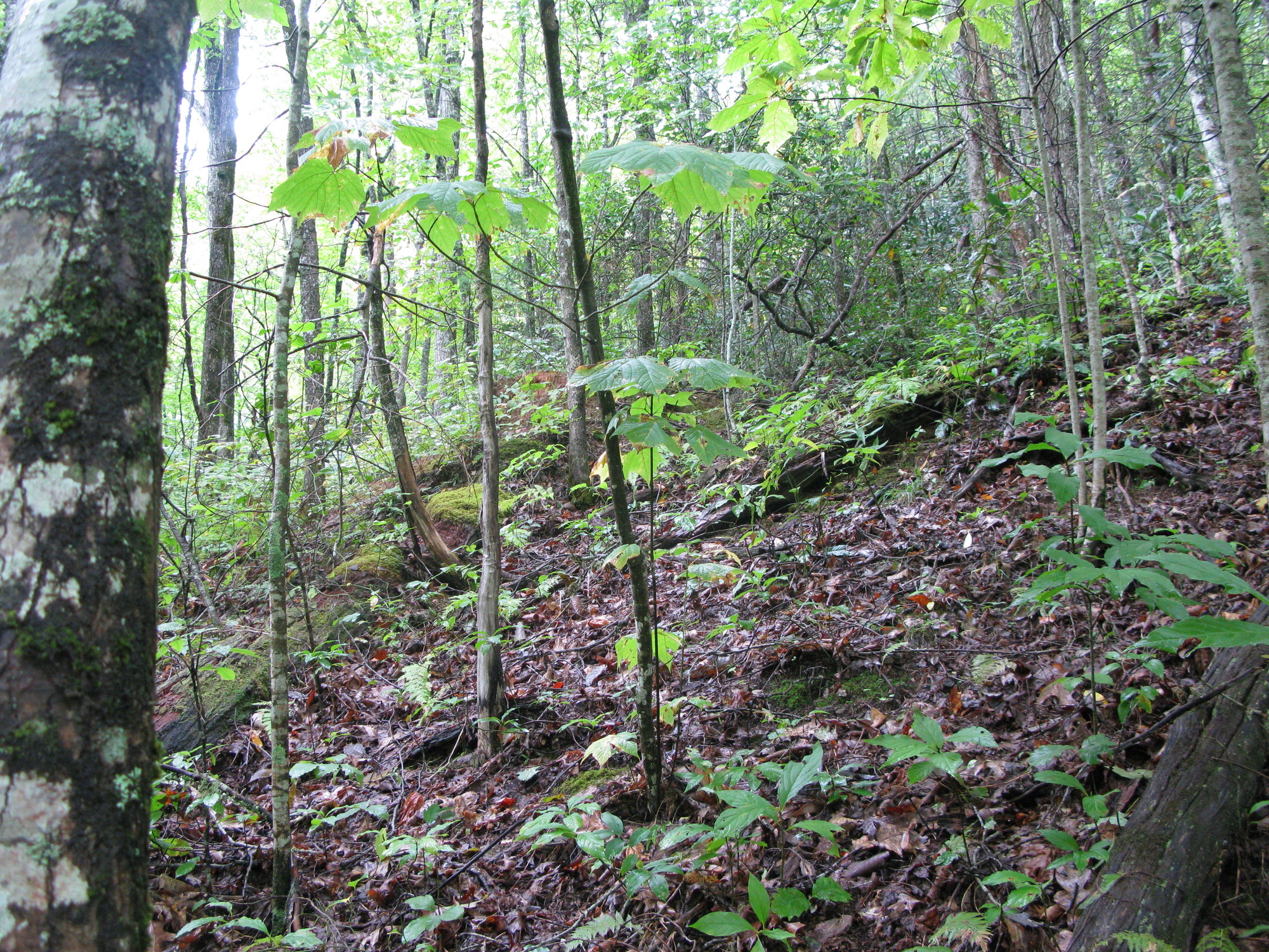 GRSM Accuracy Assessment. Plot Code: GRSM_AA_0208_5