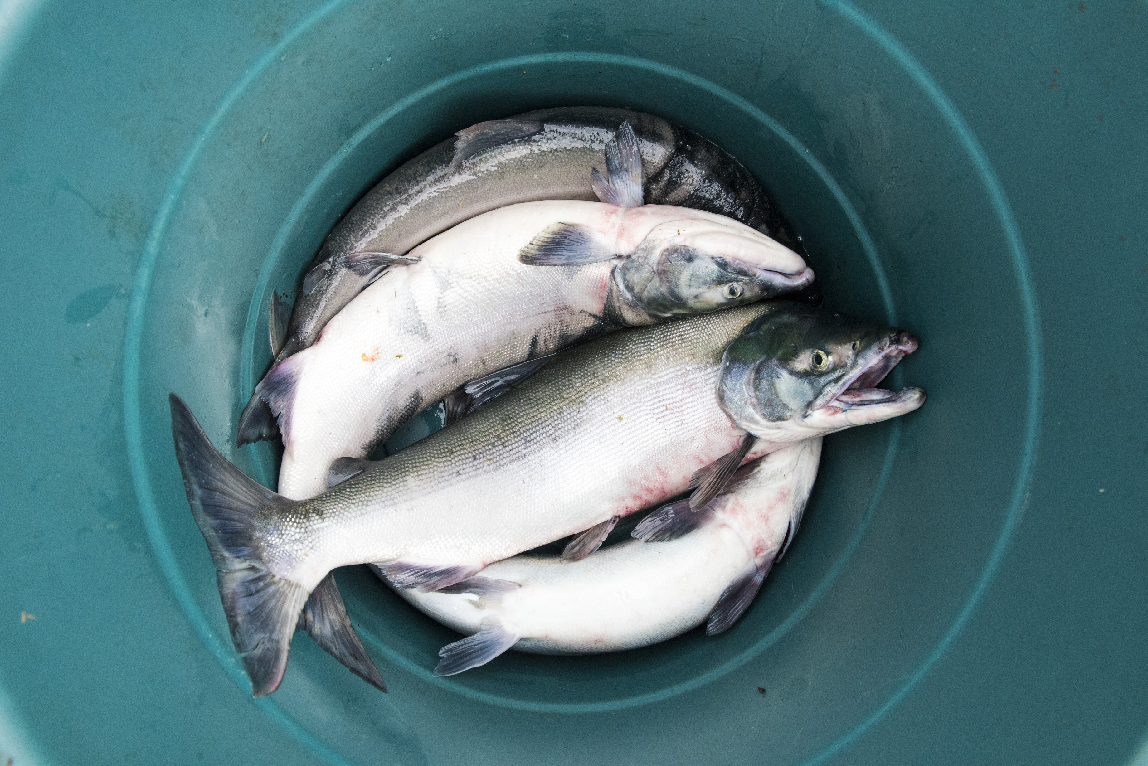 salmon in bucket