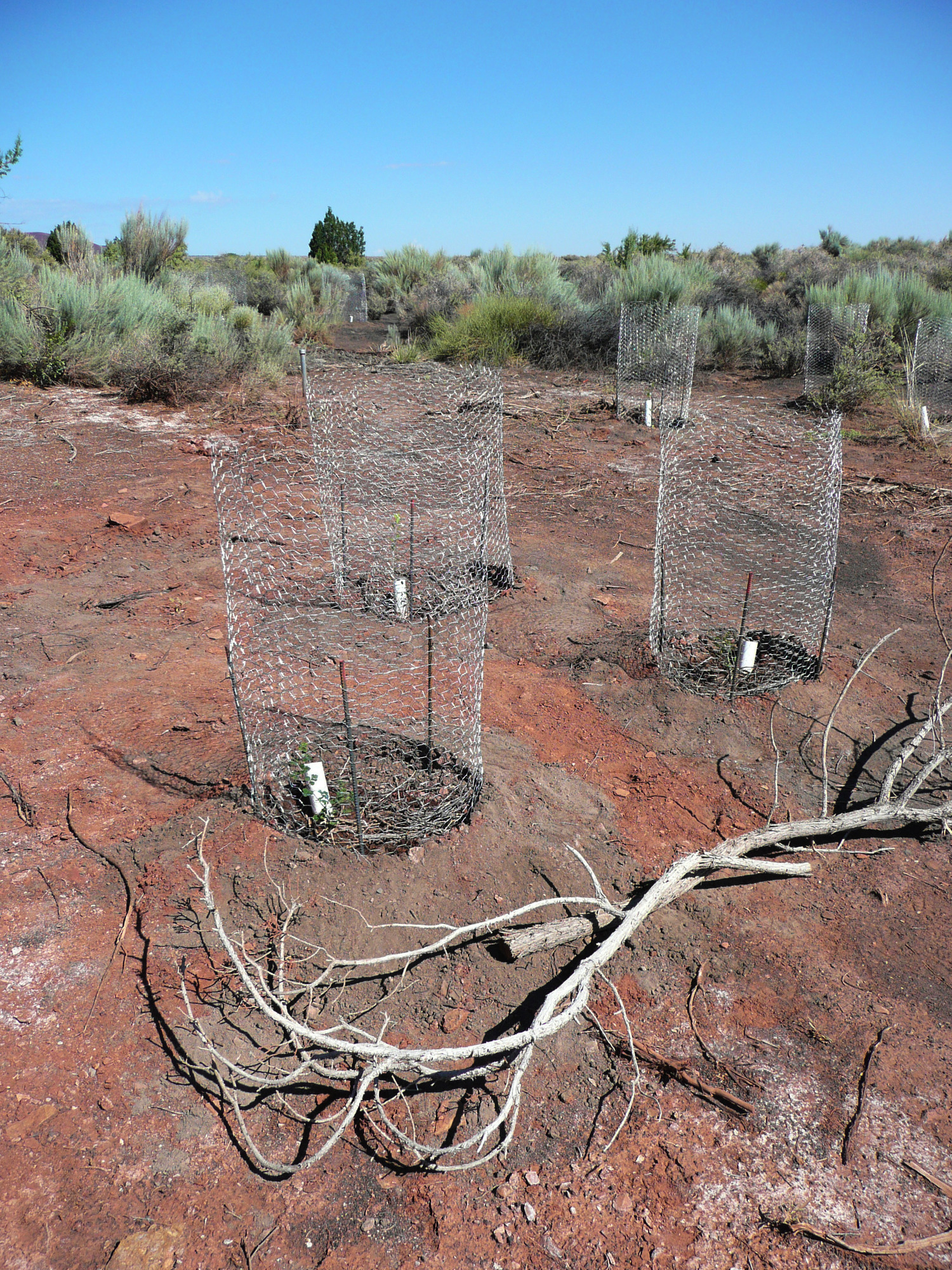 Wire exclosures around new plantings