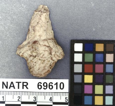 NATR   69610 -- Pickwick projectile point