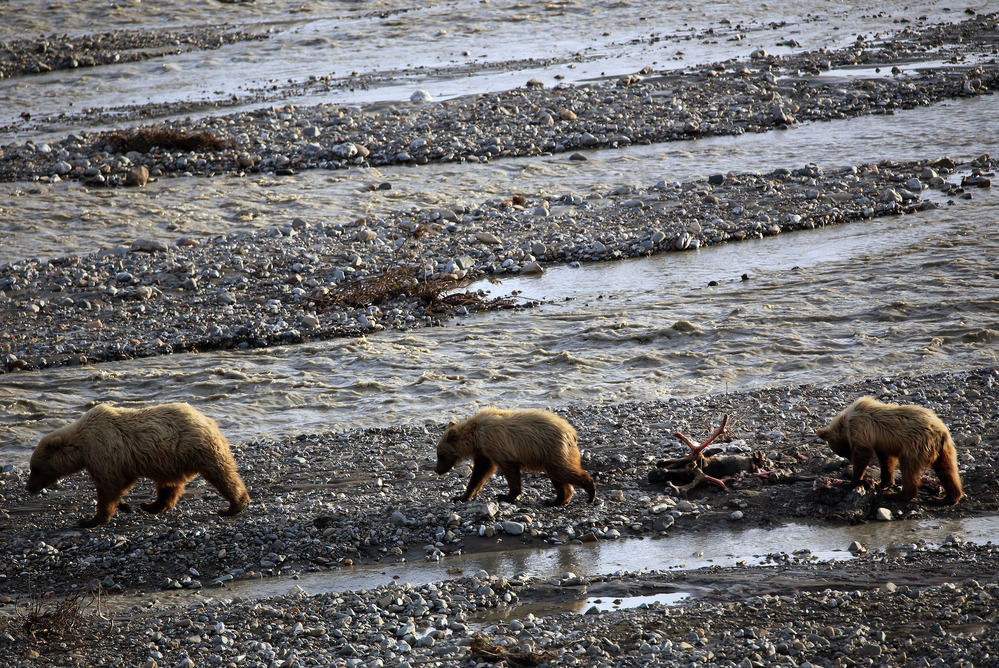 three bears by a shallow, silty river eating the remains of a caribou