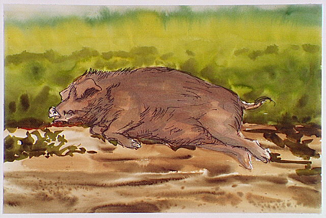 Charles Griffin's pig lying dead.