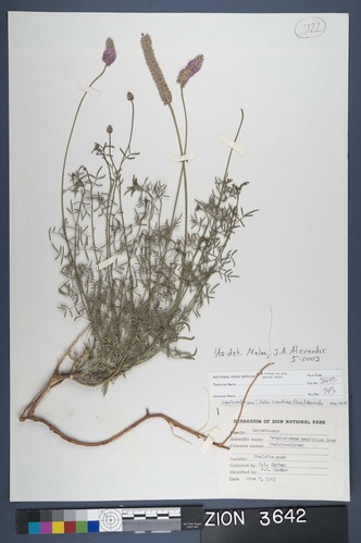 Herbarium Specimen Sheet 3642