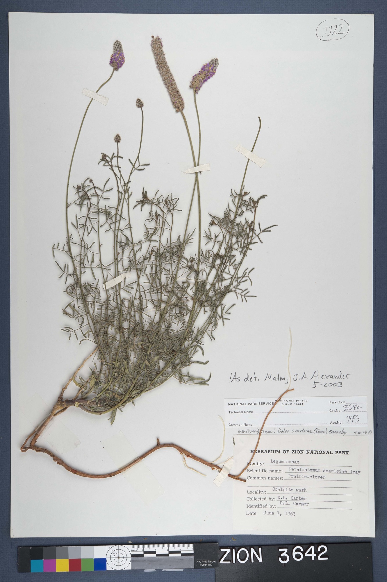Herbarium Specimen Sheet 3642