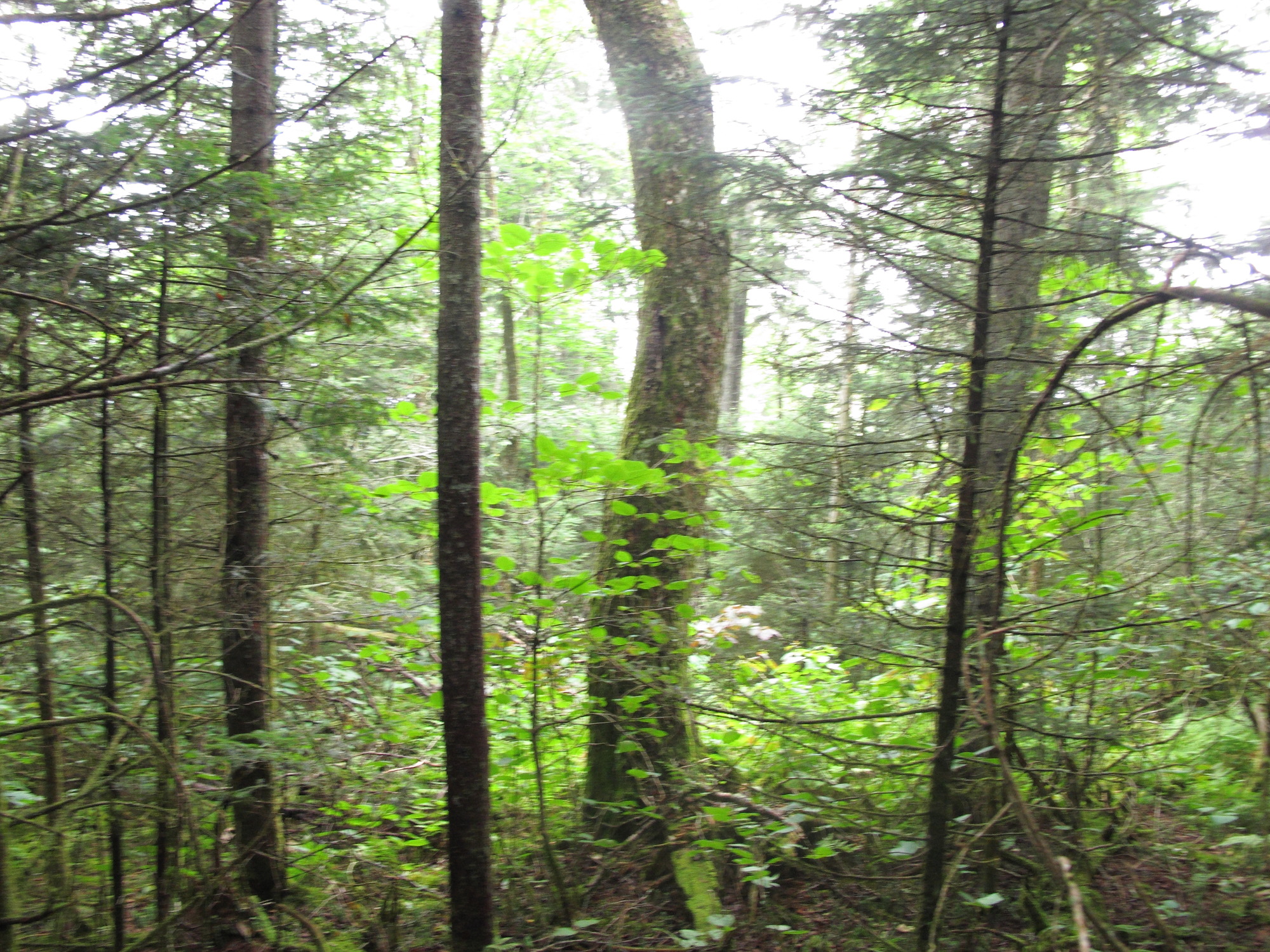 GRSM Accuracy Assessment. Plot Code: GRSM_AA_0280_2