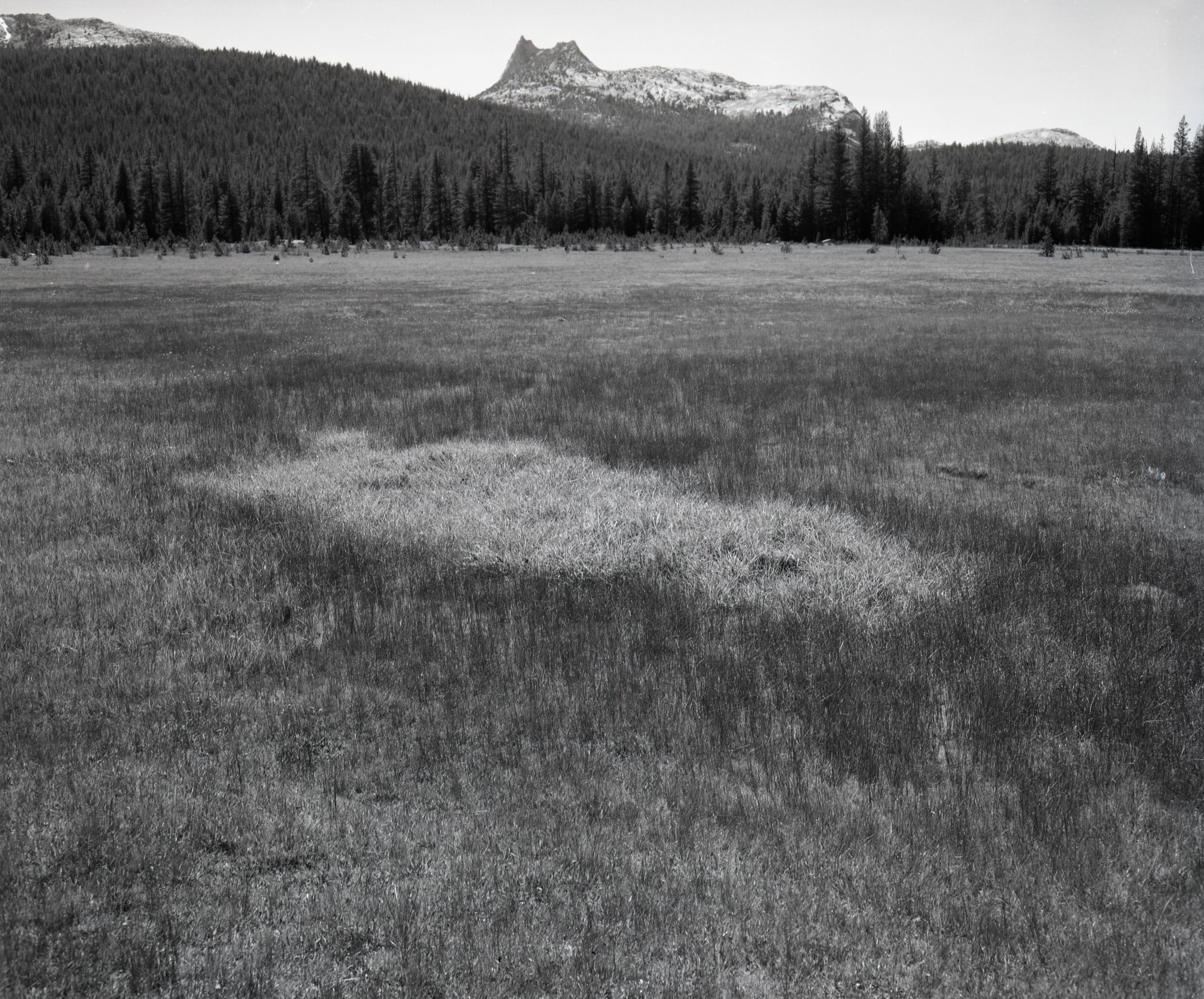 Cathedral Peak, emphasizing meadows - Tuolumne Meadows.